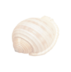 Accueil